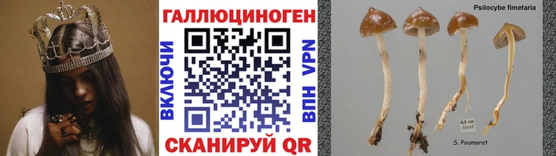 магазин  наркотиков  Дагестанские Огни  Галлюциногенные грибы Psilocybe 
